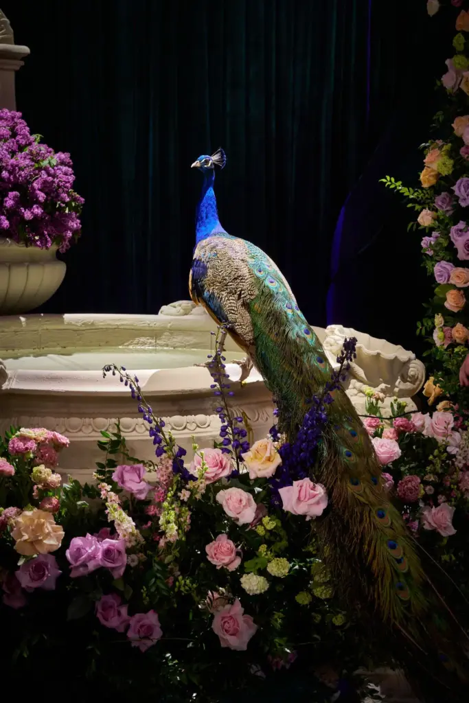 Peacock displaying its tail feathers beside a floral urn and fountain at a night reception